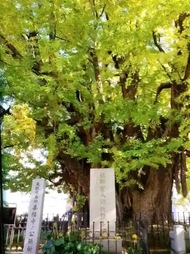 善福寺(東京都)