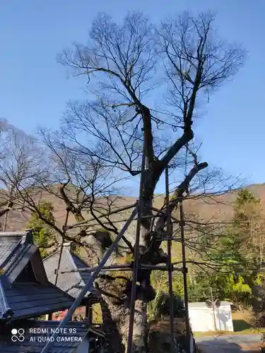 根古屋神社の自然