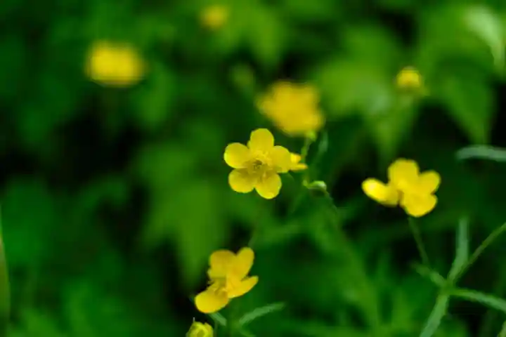 白山比咩神社 奥宮(石川県)