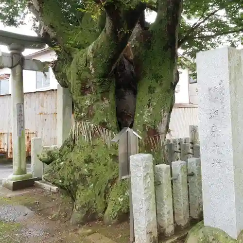 素鵞熊野神社の自然