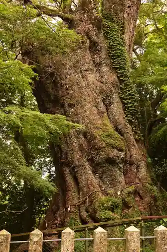 柞原八幡宮(大分県)