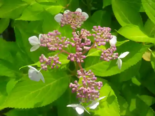 浄光明寺の自然