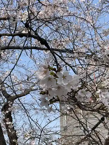 墨染寺（桜寺）(京都府)