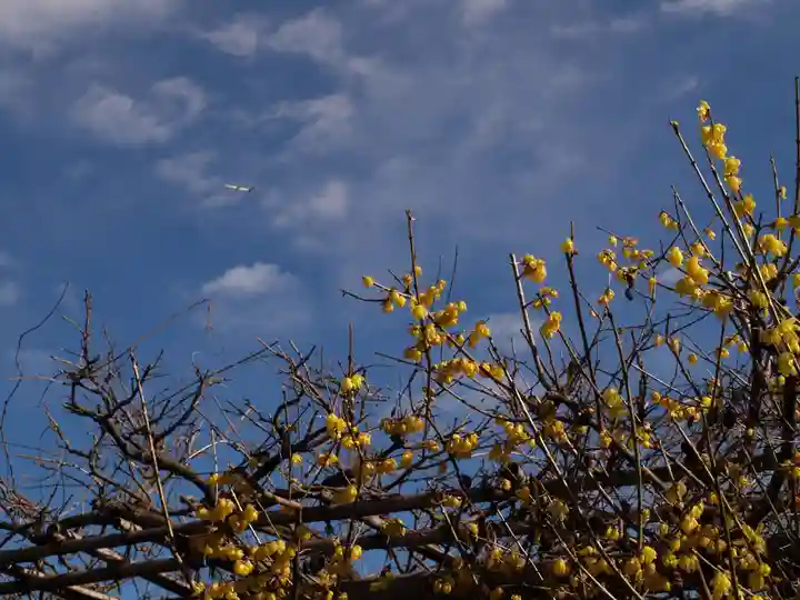 亀戸天神社の自然