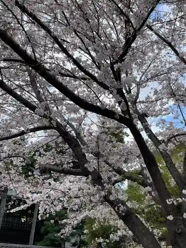 阿佐ヶ谷神明宮の自然