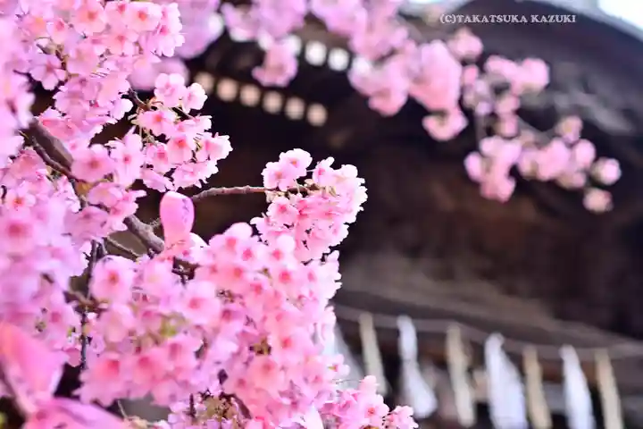 桜神宮(東京都)