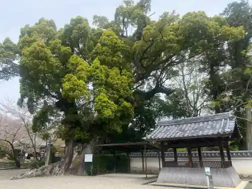 粉河寺の{uncategorized: "未分類", other: "その他", undefined: "問題あり", building: "その他建物", grave: "お墓", sacred_gate: "鳥居", guardian: "狛犬", statue: "像", buddha: "仏像", history: "歴史", nature: "自然", garden: "庭園", animal: "動物", pagoda: "塔", temizu: "手水舎", mountain_gate: "山門・神門", sanctuary: "本殿・本堂", subordinate: "末社・摂社", art: "芸術", scenery: "景色", jizo: "地蔵", ema: "絵馬", goshuin: "御朱印", omikuji: "おみくじ", items: "授与品その他", amulet: "お守り", goshuincho: "御朱印帳", eats: "食事", festival: "お祭り", votive_dance: "神楽", shichigosan: "七五三参", wedding: "結婚式", experience: "体験その他", initially: "初詣", around: "周辺", anti_infection: "感染症対策"}