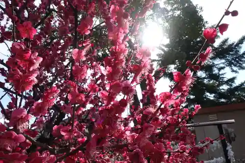 菅原天満宮（菅原神社）の自然