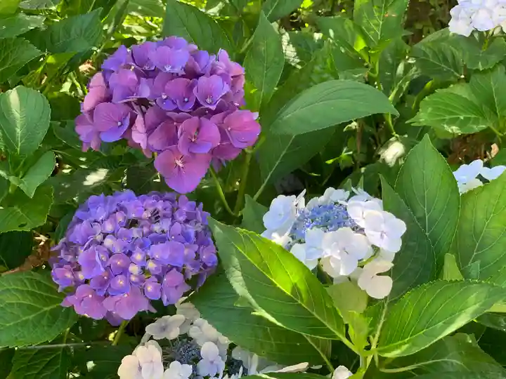 山中浅間神社の自然