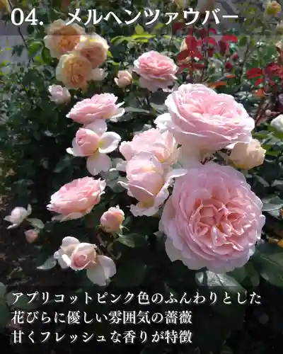 宝光寺(北海道)