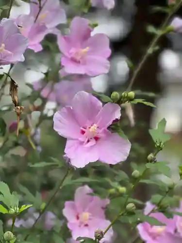 手力雄神社(岐阜県)