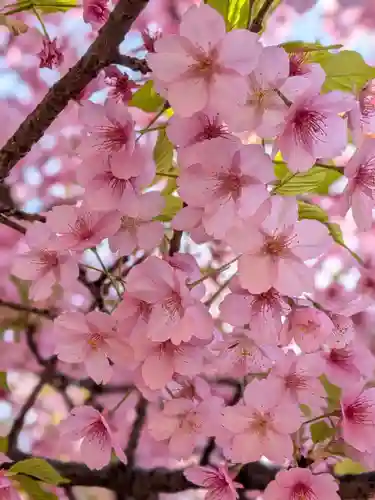 新井薬師（梅照院）(東京都)