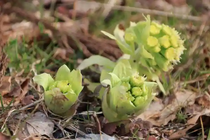 鹿島大神宮の自然