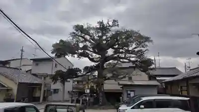 櫟谷七野神社(京都府)