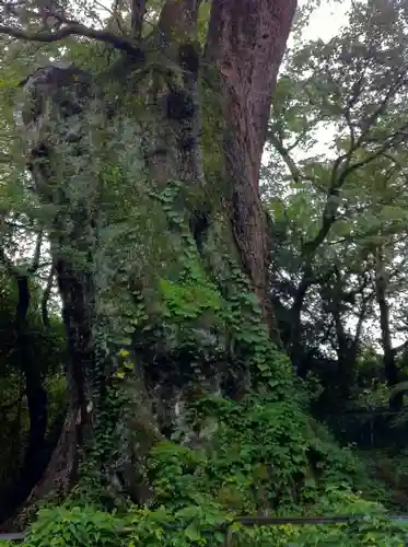 柞原八幡宮の自然