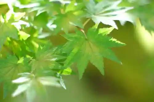 禅林寺（永観堂）(京都府)