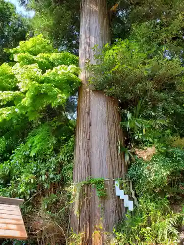 高座神社の自然