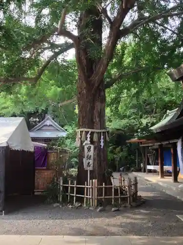 大宮八幡宮の自然