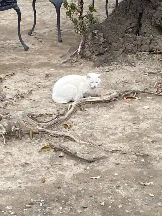 今戸神社の動物