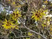 普門寺(切り絵御朱印発祥の寺)の自然