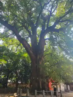 一宮神社(愛媛県)