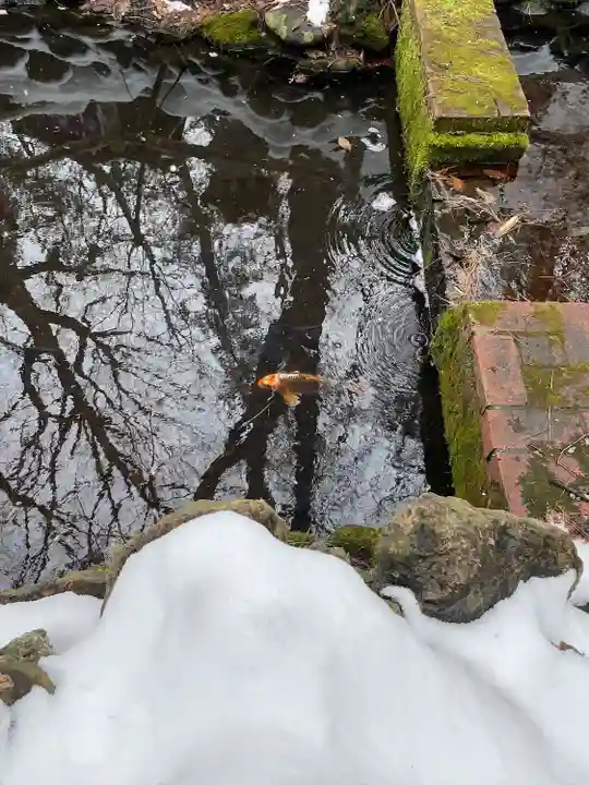 白石神社の動物