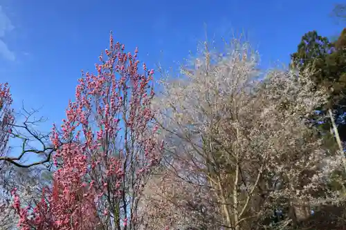 阿久津「田村神社」（郡山市阿久津町）旧社名：伊豆箱根三嶋三社の景色