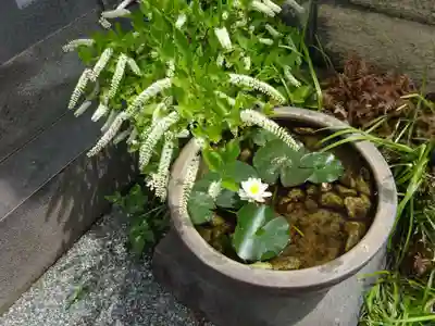 妙蓮寺の自然