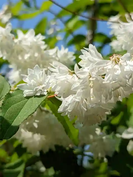 三宅八幡宮(京都府)