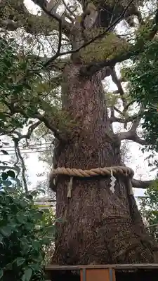 新熊野神社(京都府)