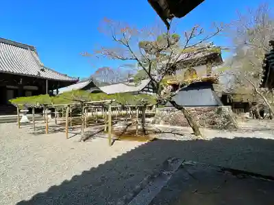 本誓寺(東本誓寺)(滋賀県)