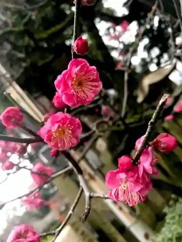 道明寺天満宮の自然