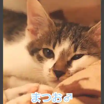 天王山 安楽寺(福井県)