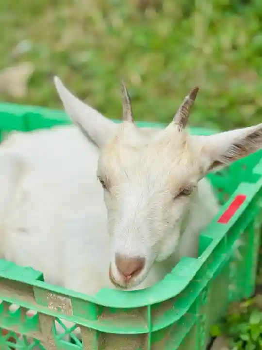 楽法寺(雨引観音)の{uncategorized: "未分類", other: "その他", undefined: "問題あり", building: "その他建物", grave: "お墓", sacred_gate: "鳥居", guardian: "狛犬", statue: "像", buddha: "仏像", history: "歴史", nature: "自然", garden: "庭園", animal: "動物", pagoda: "塔", temizu: "手水舎", mountain_gate: "山門・神門", sanctuary: "本殿・本堂", subordinate: "末社・摂社", art: "芸術", scenery: "景色", jizo: "地蔵", ema: "絵馬", goshuin: "御朱印", omikuji: "おみくじ", items: "授与品その他", amulet: "お守り", goshuincho: "御朱印帳", eats: "食事", festival: "お祭り", votive_dance: "神楽", shichigosan: "七五三参", wedding: "結婚式", experience: "体験その他", initially: "初詣", around: "周辺", anti_infection: "感染症対策"}