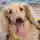 ダックス1/2さん
