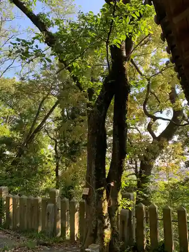 加茂神社の自然