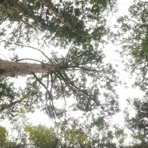 鹿島神宮の自然