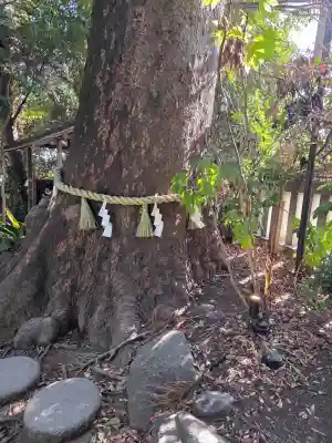 川越氷川神社の{uncategorized: "未分類", other: "その他", undefined: "問題あり", building: "その他建物", grave: "お墓", sacred_gate: "鳥居", guardian: "狛犬", statue: "像", buddha: "仏像", history: "歴史", nature: "自然", garden: "庭園", animal: "動物", pagoda: "塔", temizu: "手水舎", mountain_gate: "山門・神門", sanctuary: "本殿・本堂", subordinate: "末社・摂社", art: "芸術", scenery: "景色", jizo: "地蔵", ema: "絵馬", goshuin: "御朱印", omikuji: "おみくじ", items: "授与品その他", amulet: "お守り", goshuincho: "御朱印帳", eats: "食事", festival: "お祭り", votive_dance: "神楽", shichigosan: "七五三参", wedding: "結婚式", experience: "体験その他", initially: "初詣", around: "周辺", anti_infection: "感染症対策"}