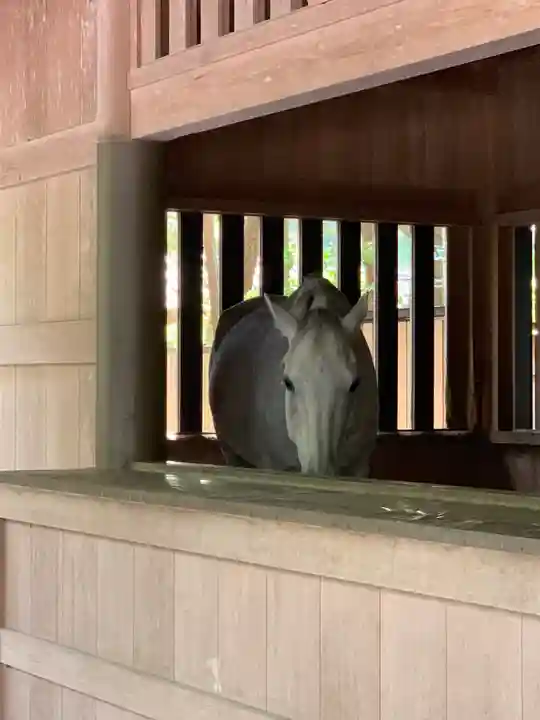 伊勢神宮外宮(豊受大神宮)の動物