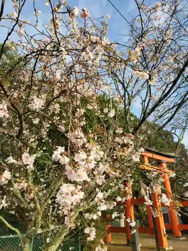 山中八幡宮の自然