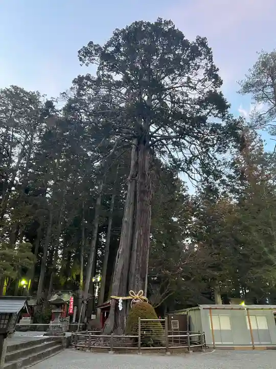 北口本宮冨士浅間神社の自然