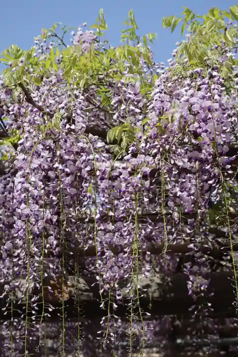 亀戸天神社の自然