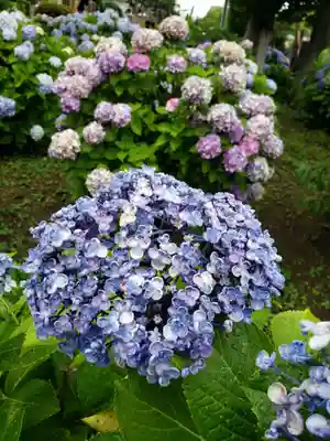 妙法寺(東京都)