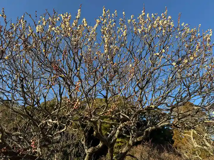 太宰府天満宮(福岡県)