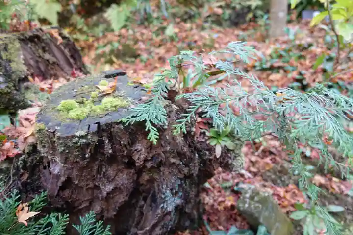 三千院門跡の自然