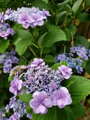 中野沼袋氷川神社(東京都)