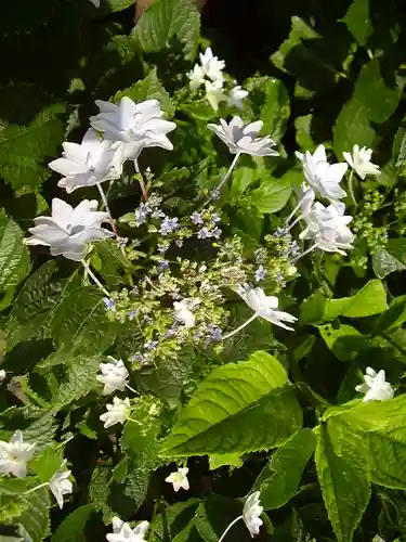 御霊神社の自然