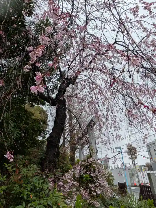 阿佐ヶ谷神明宮(東京都)