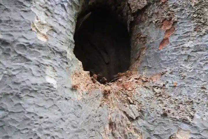 愛宕神社の自然