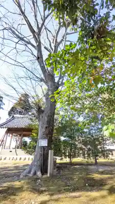 河俣下神社(一色川俣)の自然